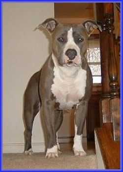 Blue Diamonds Ironstar's Sassy