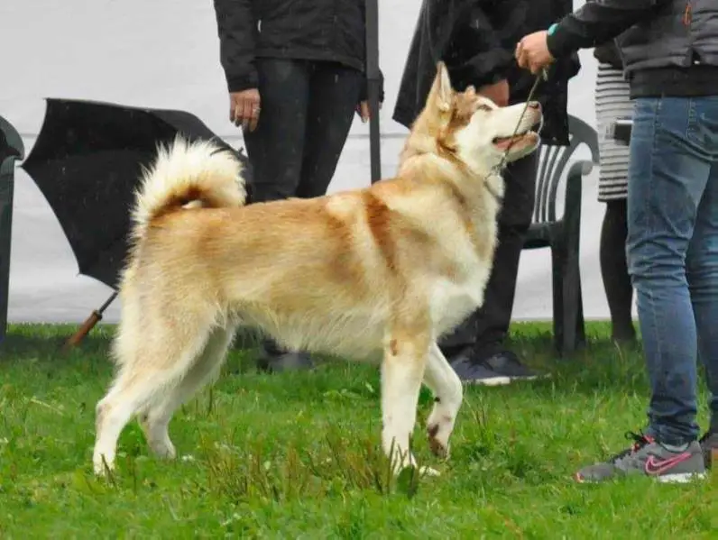 Rosa Stepu Z Klanu Wydry