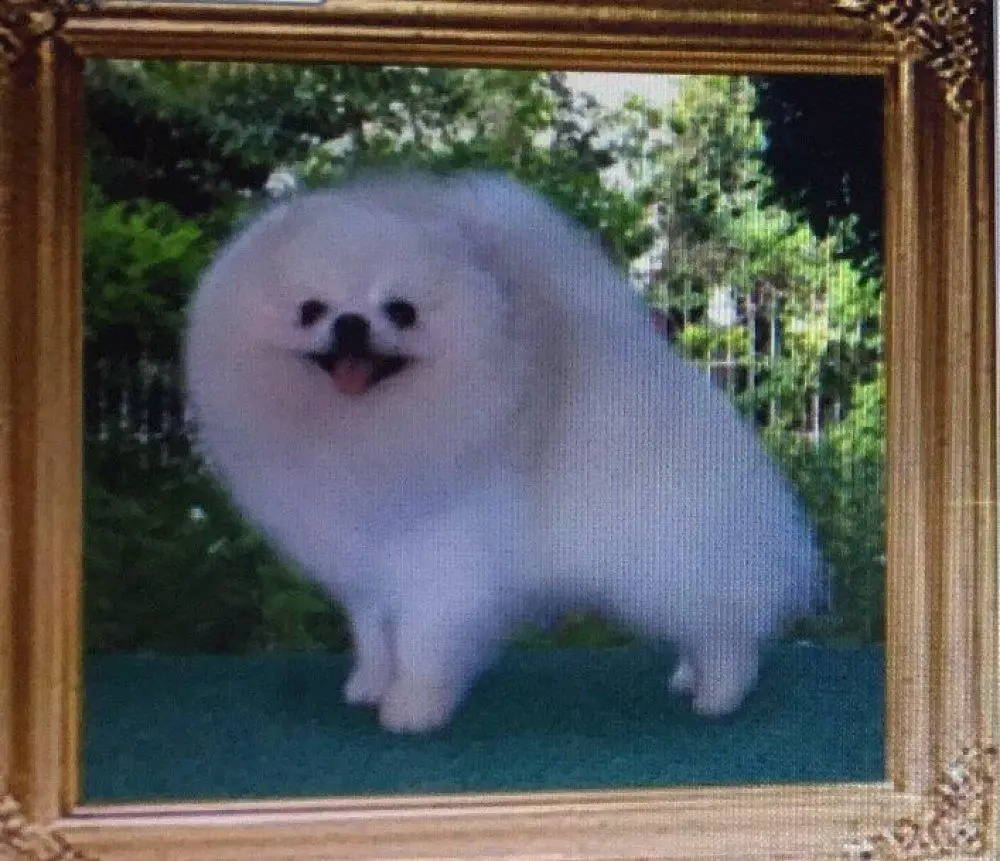 Bai Fu Yong Of Chiao Li Ya