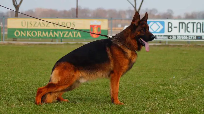 V3 Vac-Vagvölgyi Santon