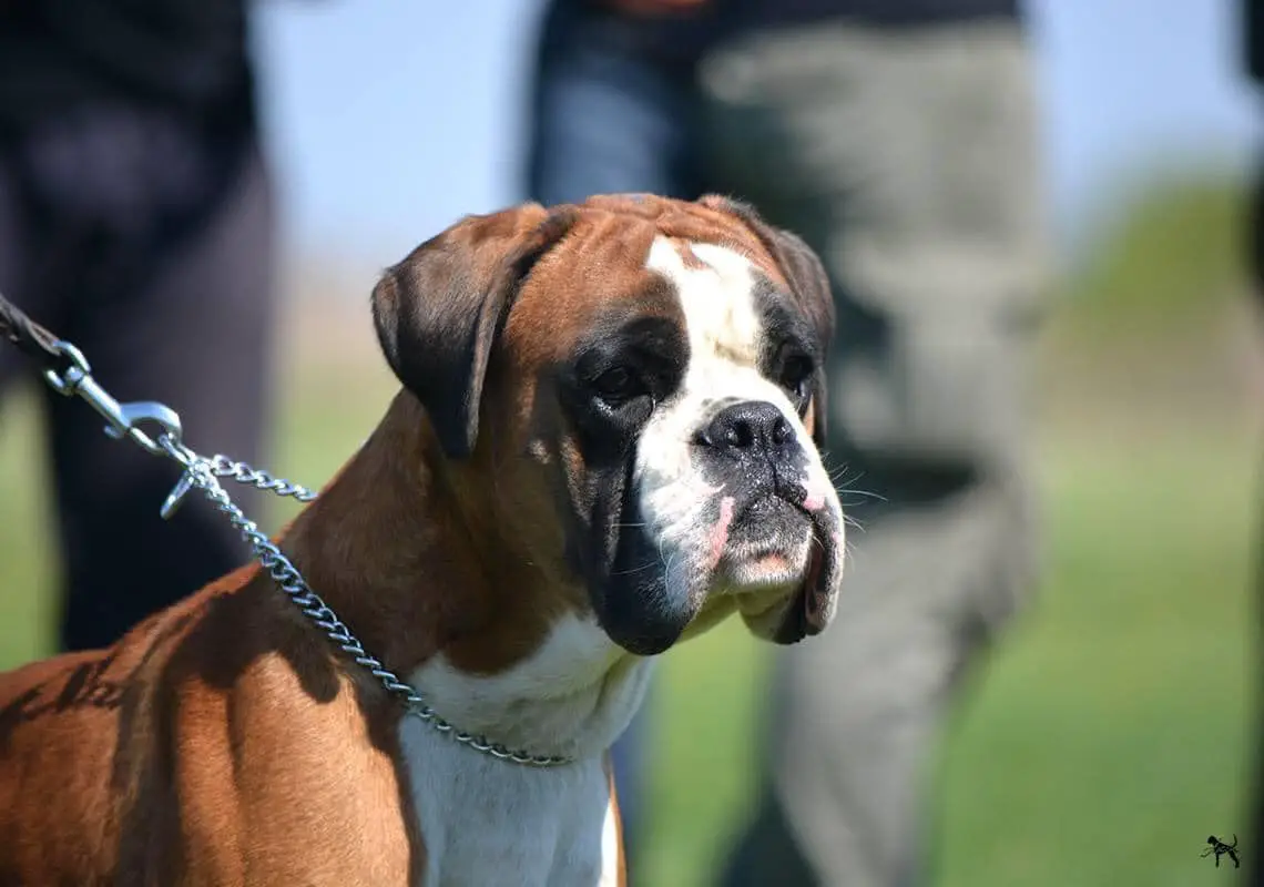 Champion of Serbia Slobi's Hardy