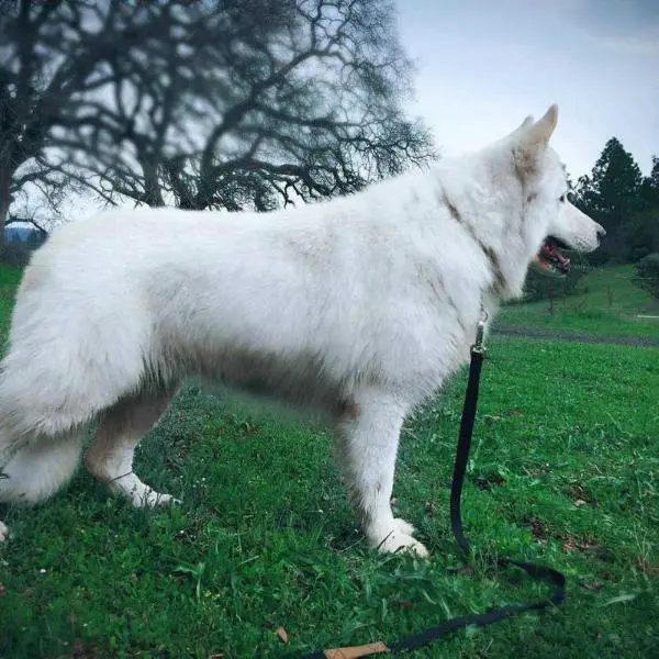 Shasta Sno Of Ardtalamcu