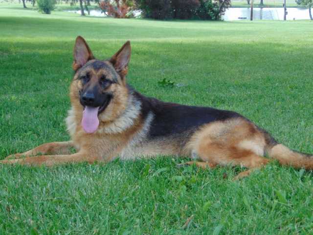 Rouse's Spartacus Von Sable Rock