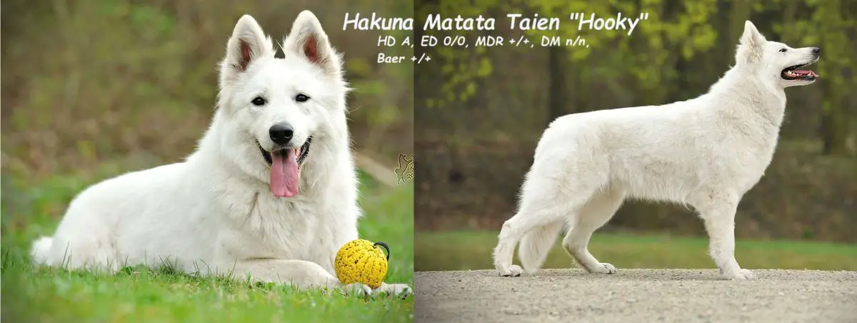Hakuna Matata Taien