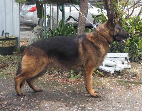 CH. Sharivar Never a Doubt