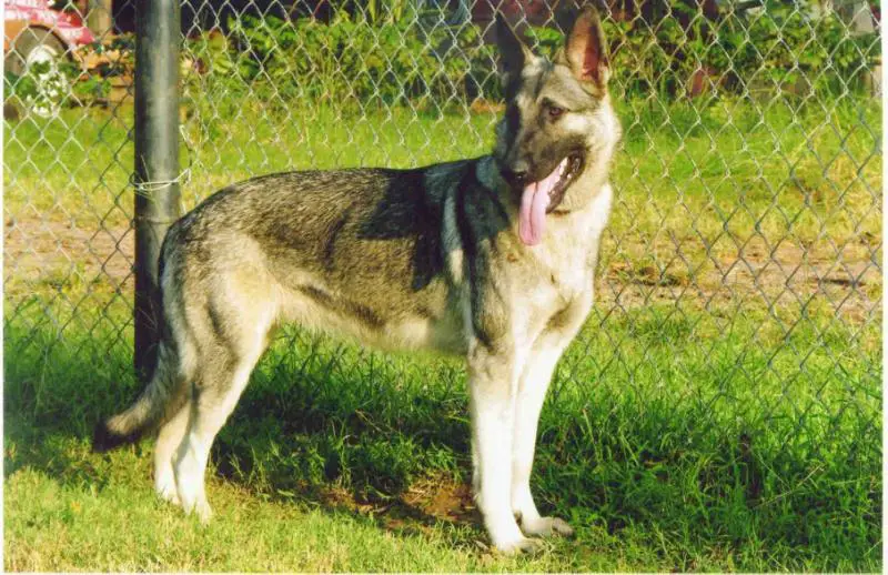 Rin Tin Tins Celestial
