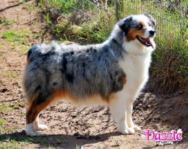 Blazin' Sun's Razzle Dazzle