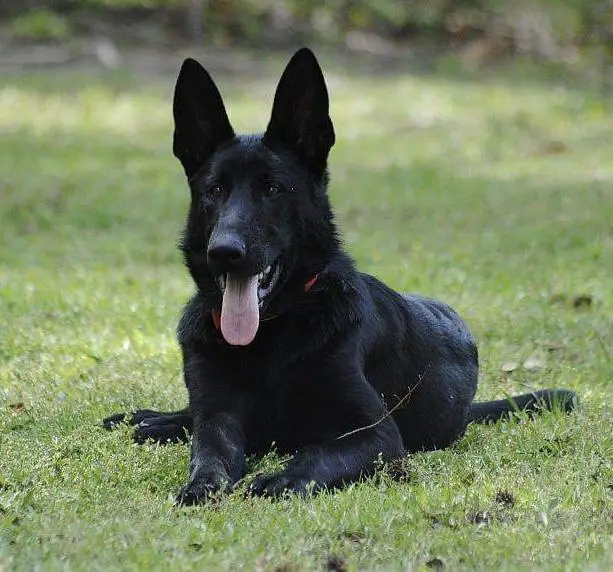 HSM King Maximus Von Hagar