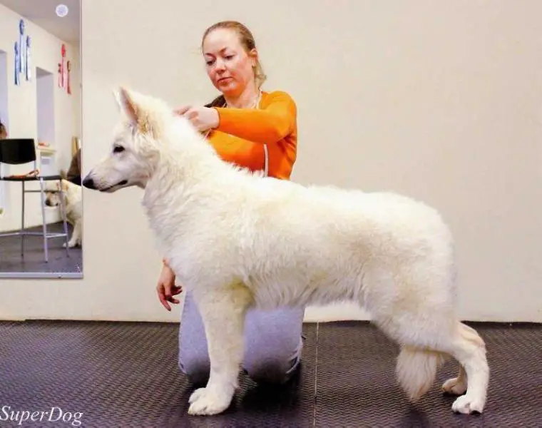 Velia Venets Leta of Angelotti