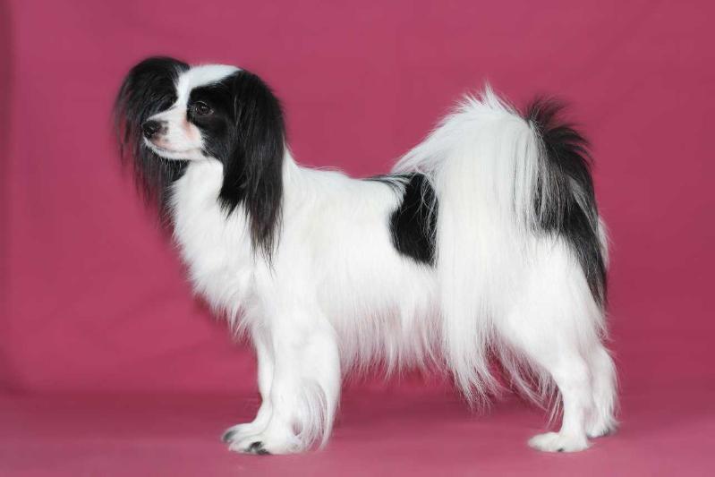 Olgenhaus Barbariska