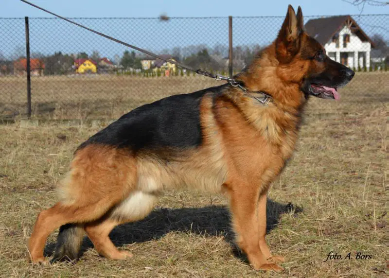 V2 Aslan z Tyczyńskiego Dworu (FCI)