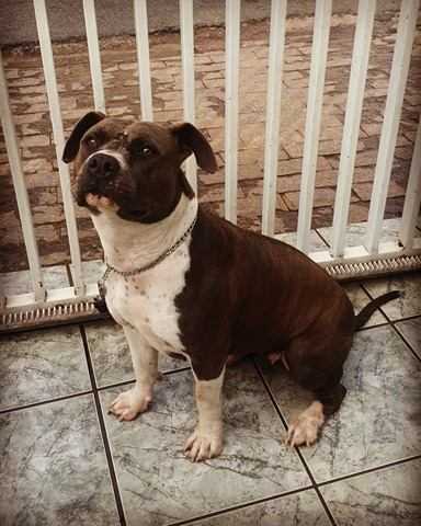 American Colasanta Maré