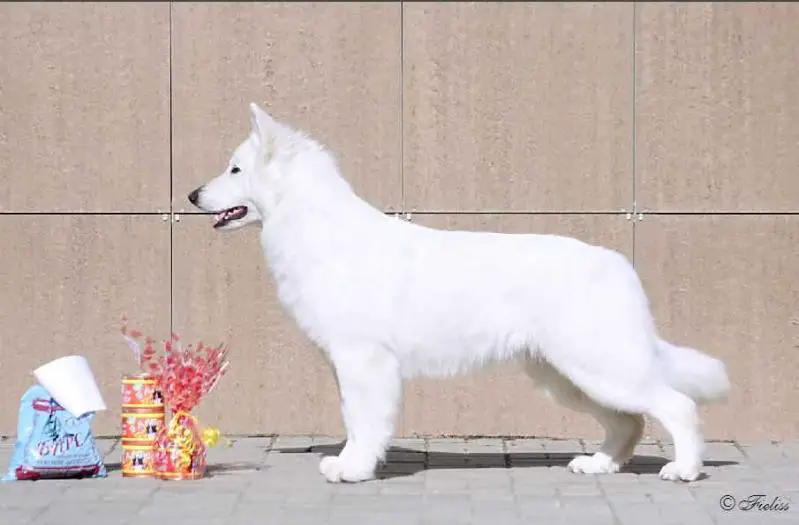 JChRus FIELISS CHINZANA MARTA