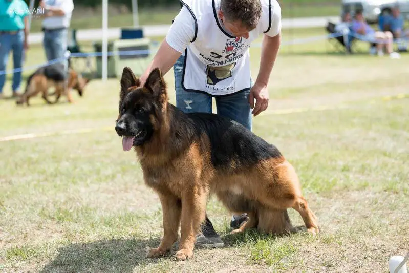 V Alta-Tollhaus Ulfr