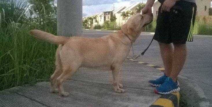 Little Boy Koloring Book