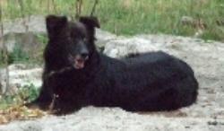 Gregory's Gracie At Peace Creek