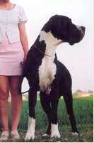 Adventure Testarossa Musica