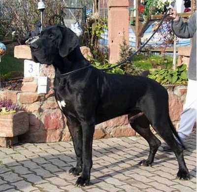 Uri Schiwago Vom Erlkönig