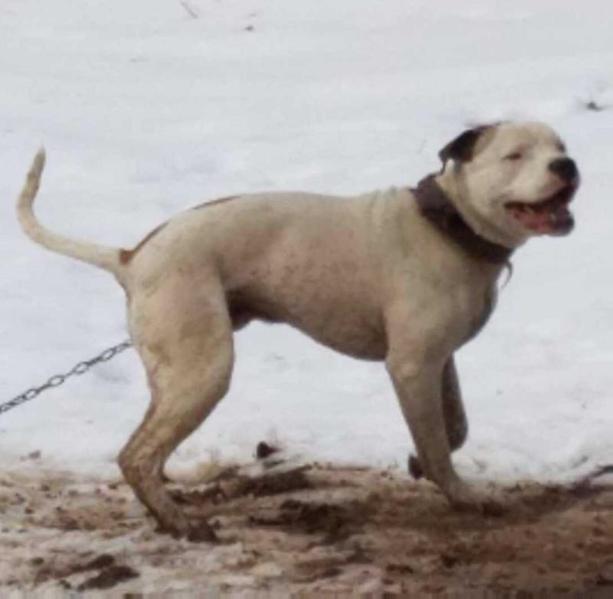 Bullhead's Sully