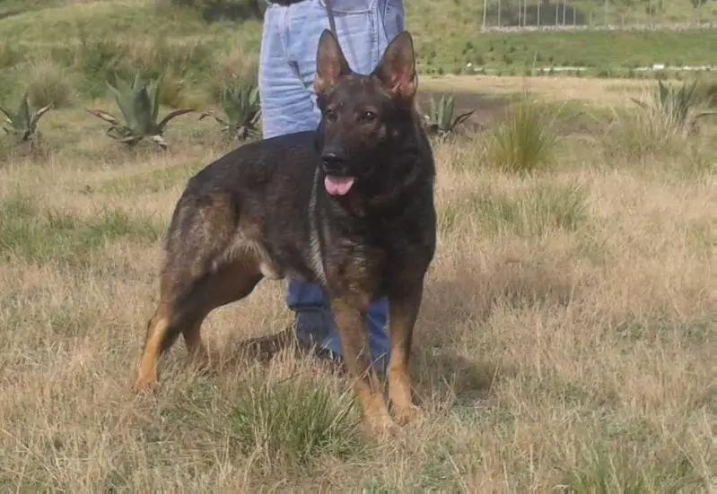 Victor (Lira)
