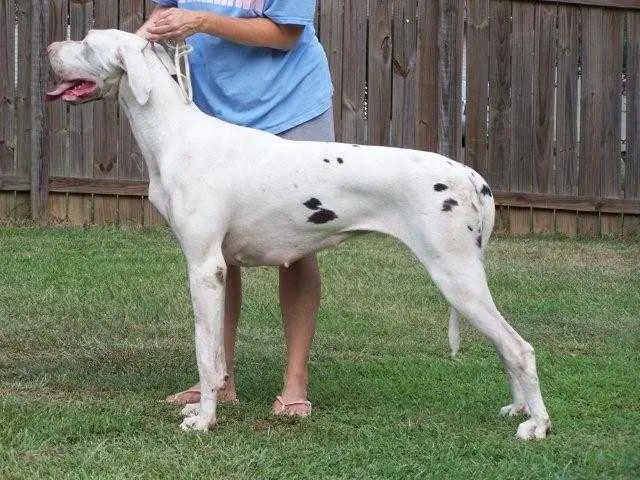 Rhodens Diamond Eyes Crystal