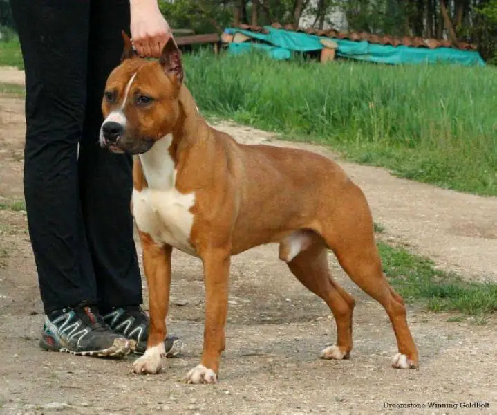 Dreamstone Winning Gold Bolt