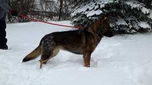 Gala Z Kostiviarskej