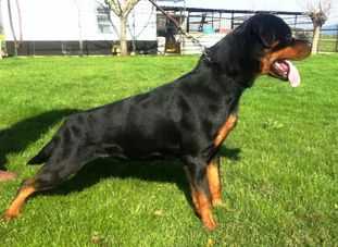 championships Diana Delle Nuove Corti