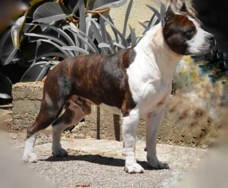 THE ONLY ONE IMPERATOR SAVIOR BULL