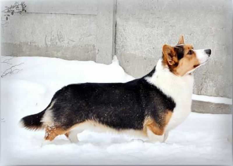 JCH of UA, JGrCH of UA, BBB, CACIB Milend’s Angie Rolling’s