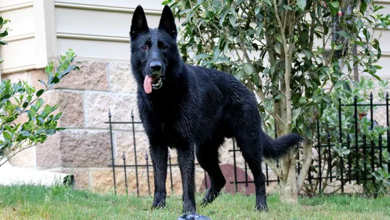 Herr Sergeant Von Wiese