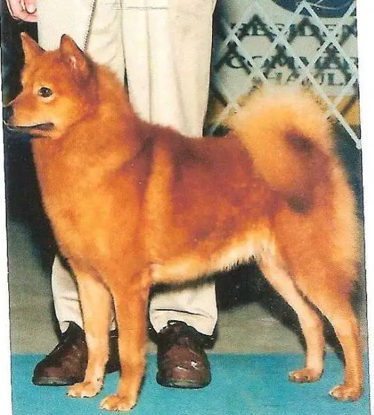 NL- , USA- & (FCI) Int- Ch Finkkila's TIKKO