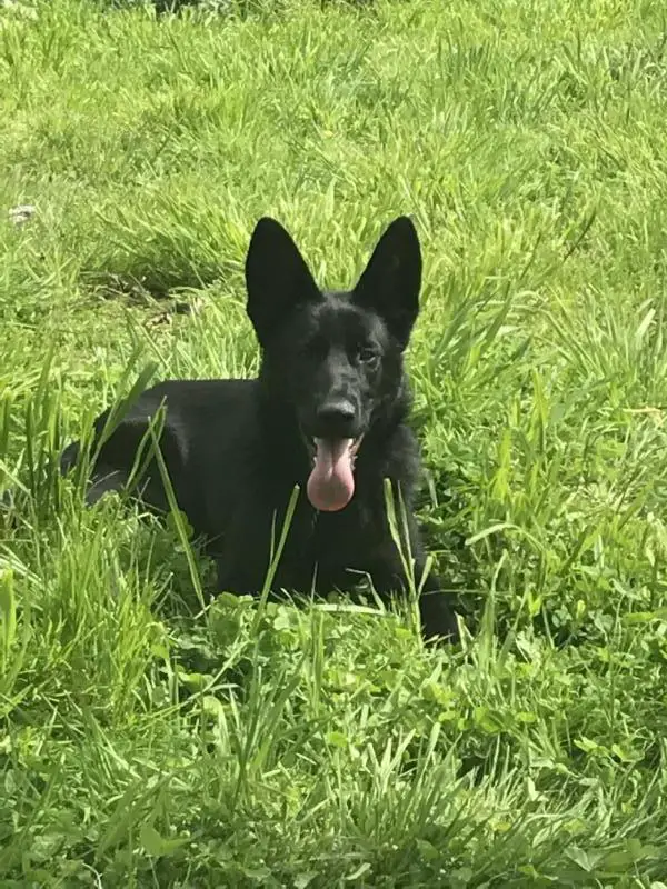 Nova Von Tore K9