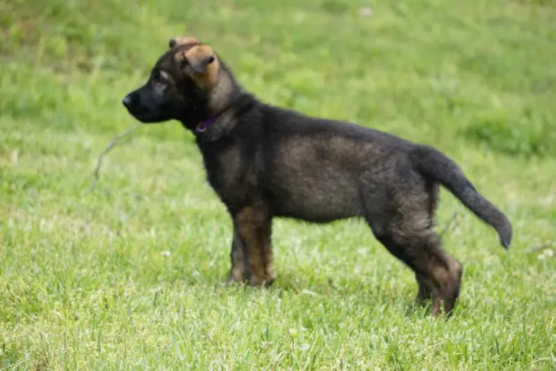 Yonna von Schraderhaus aka Mokka