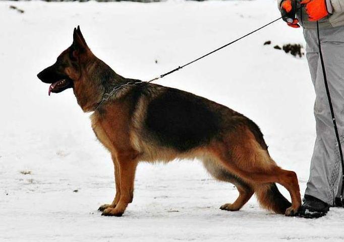 CAC Oberlauf Battista