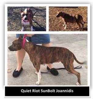 Quiet Riot Sunbolt Joannidis