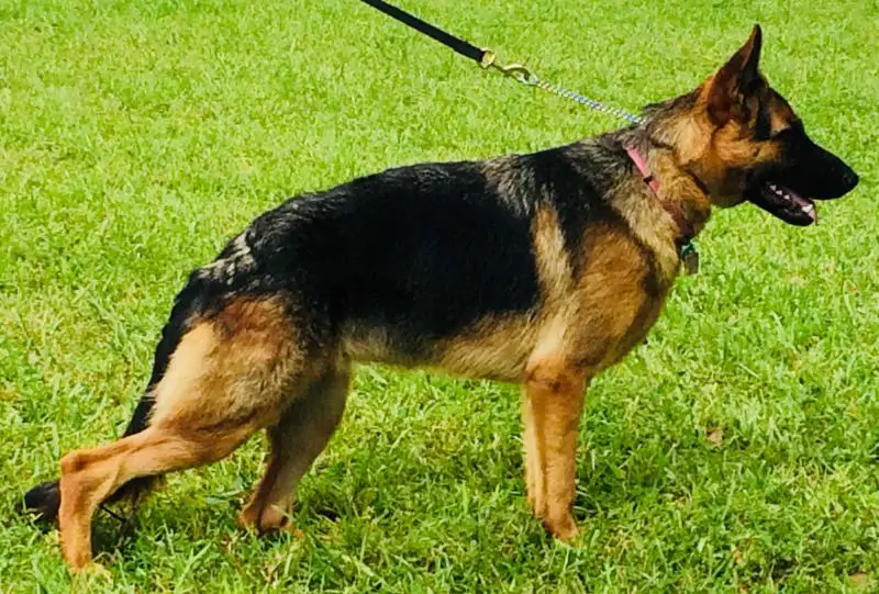 Senta Chaveco Vom Kirsys