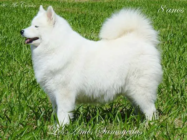 ChBr, GrCh, ChPan, ChInt Da Fênix Lesynka Do Les Amis