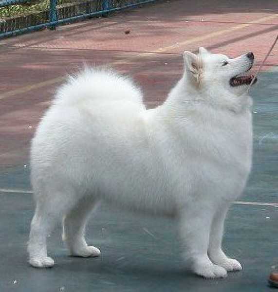 Mundial Ch, Ch Br, Ch Pan, Ch Int, MULTI BISS Belle Jushka Do Les Amis