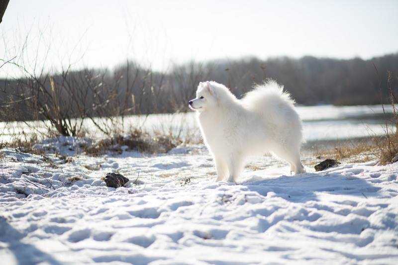 CH RU,BY,UA,BG,MD,SV,RKF BELYI VOLK ODEL SNOWHITE