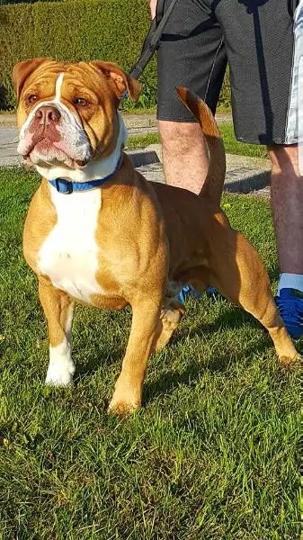Schneider's Bulldog's Diesel