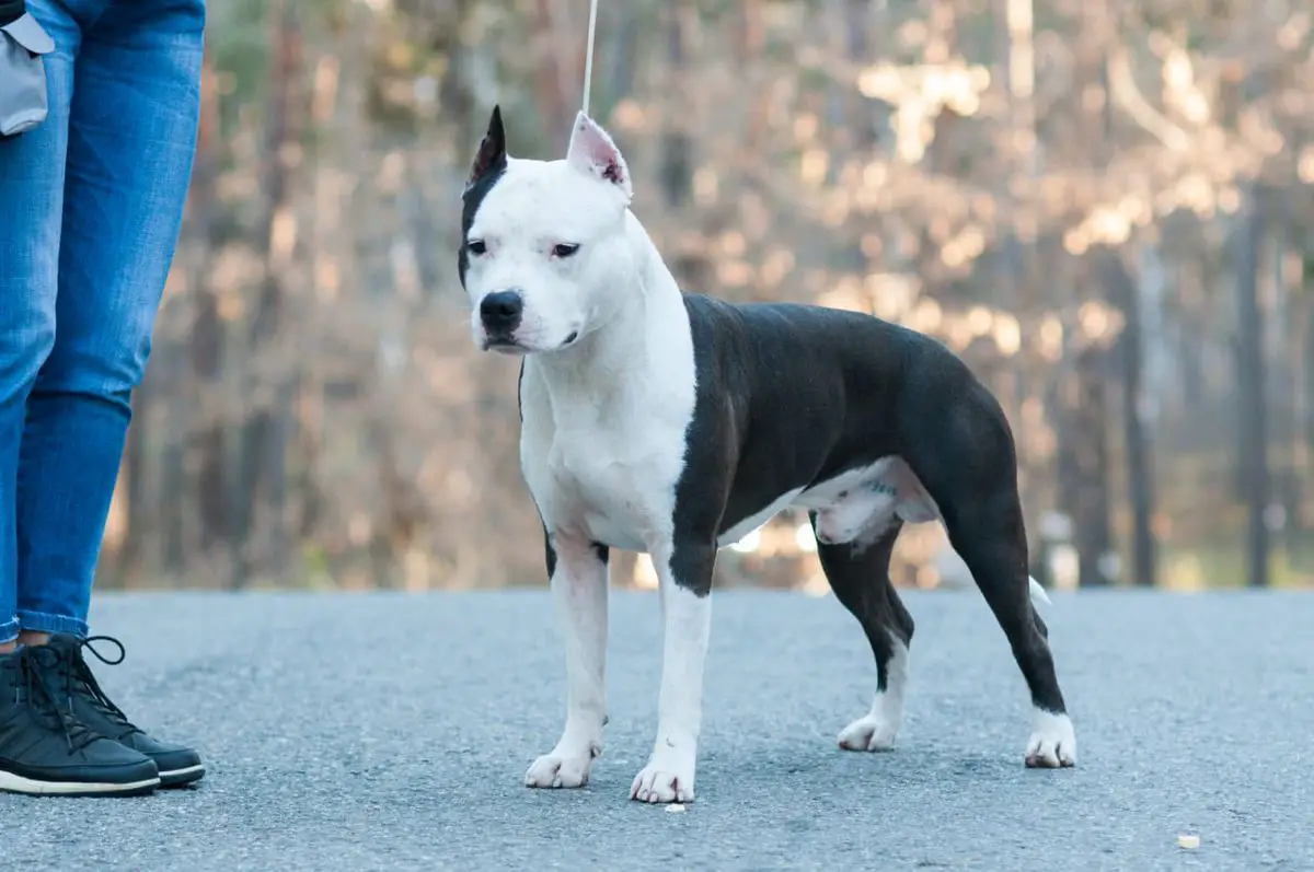 MASHEL SPIRIT Hikari