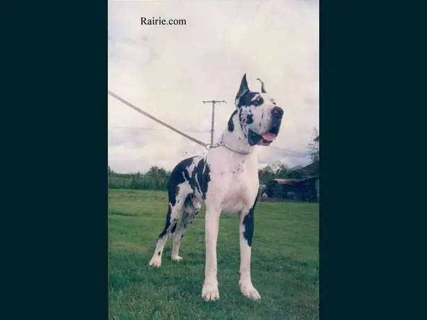 Archy de la Templerie