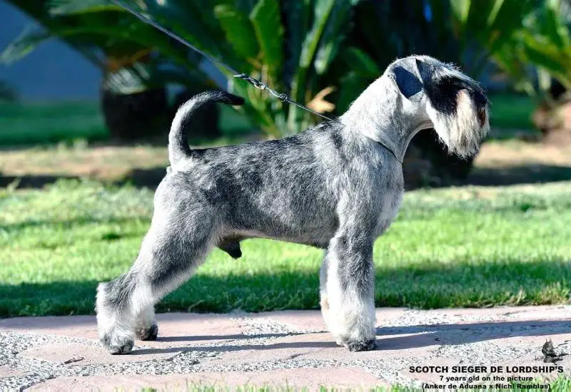 SCOTCH SIEGER DE LORDSHIP'S