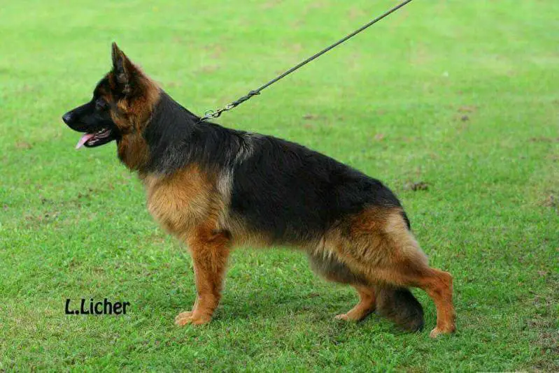 Babsi vom roten Diego