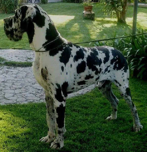 Ibin Hugo Boss Dell'Alto Feudo