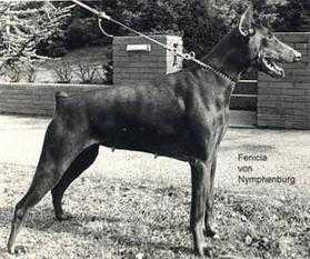 Fenicia von Nymphenburg