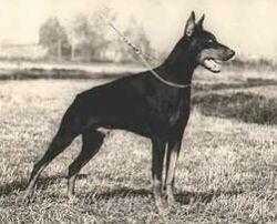 Cristofhe di Stefusto