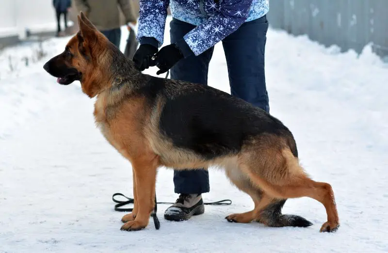 CH. RUS, JUN.CH. RUS Fonte Fideliti Izabel