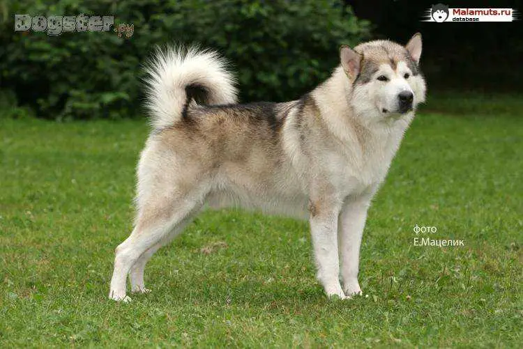 CH RU, ME, BA, BG Agitator